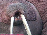 walrus mouth