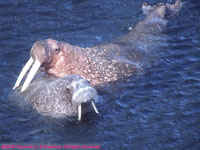 two walruses swimming