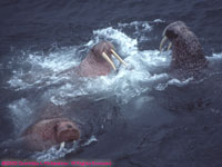 walrus argument