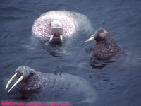 three walruses swimming