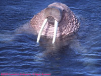 walrus swimming