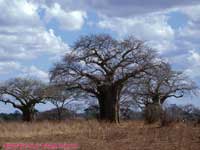 Baobob Trees