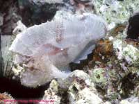 white leaf scorpion fish