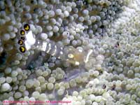 transparent anemone shrimp