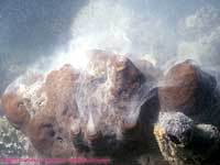 spawning brown volcano sponges