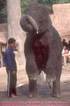 performing elephant