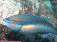 male princess parrot fish