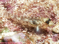 bridled goby