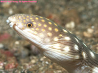 sharptail eel (head)