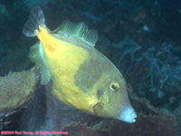 white-spotted filefish