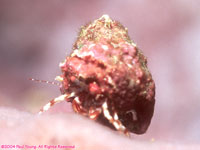 red-banded hermit crab