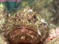spotted scorpionfish