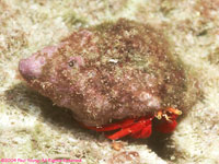 red reef hermit crab