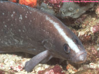 greater soapfish (head)
