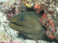 green moray eel