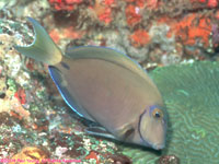 ocean surgeonfish