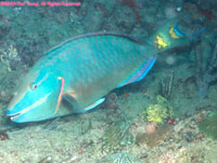 male stoplight parrotfish