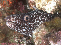 spotted moray eel