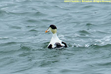 male eider