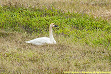 nesting swan