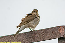 thrush