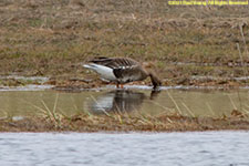 snow goose