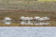 snow geese