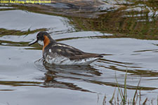 phalarope