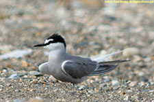 tern