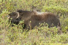 musk ox