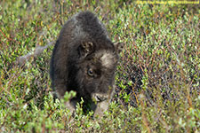 musk ox calf