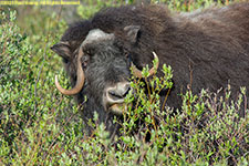 musk ox