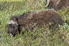 musk ox calf