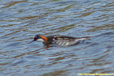 phalarope