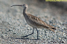 whimbrel