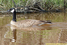 Canada goose