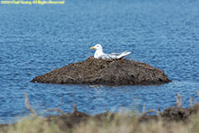 gull on nest