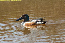 shoveler duck