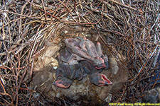 raven nestlings