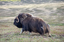 musk ox