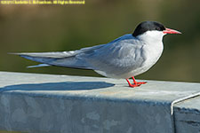 arctic tern