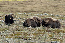 musk oxen