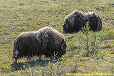 musk oxen