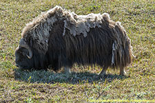 musk ox