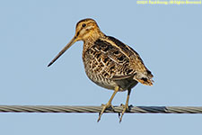 snipe