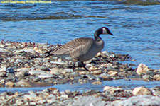 Canada goose