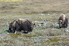 musk oxen