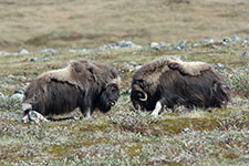 musk oxen