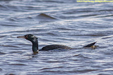 cormorant