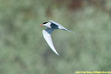 arctic tern